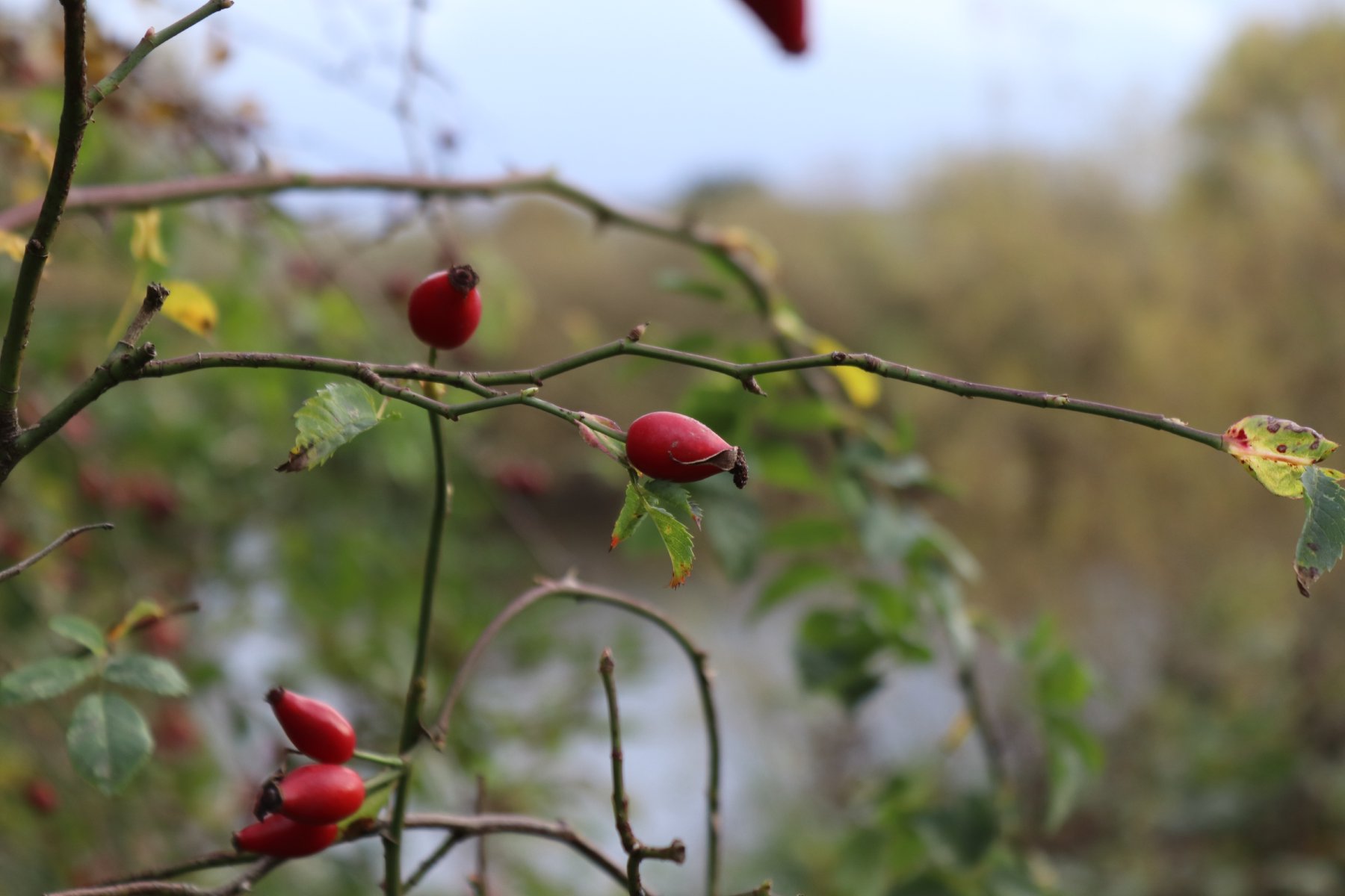 Berries