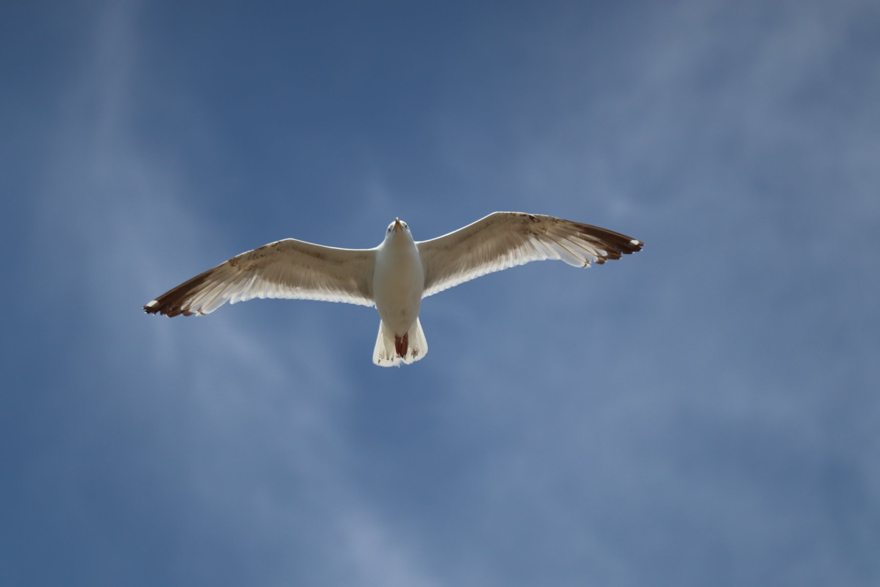 Seagull